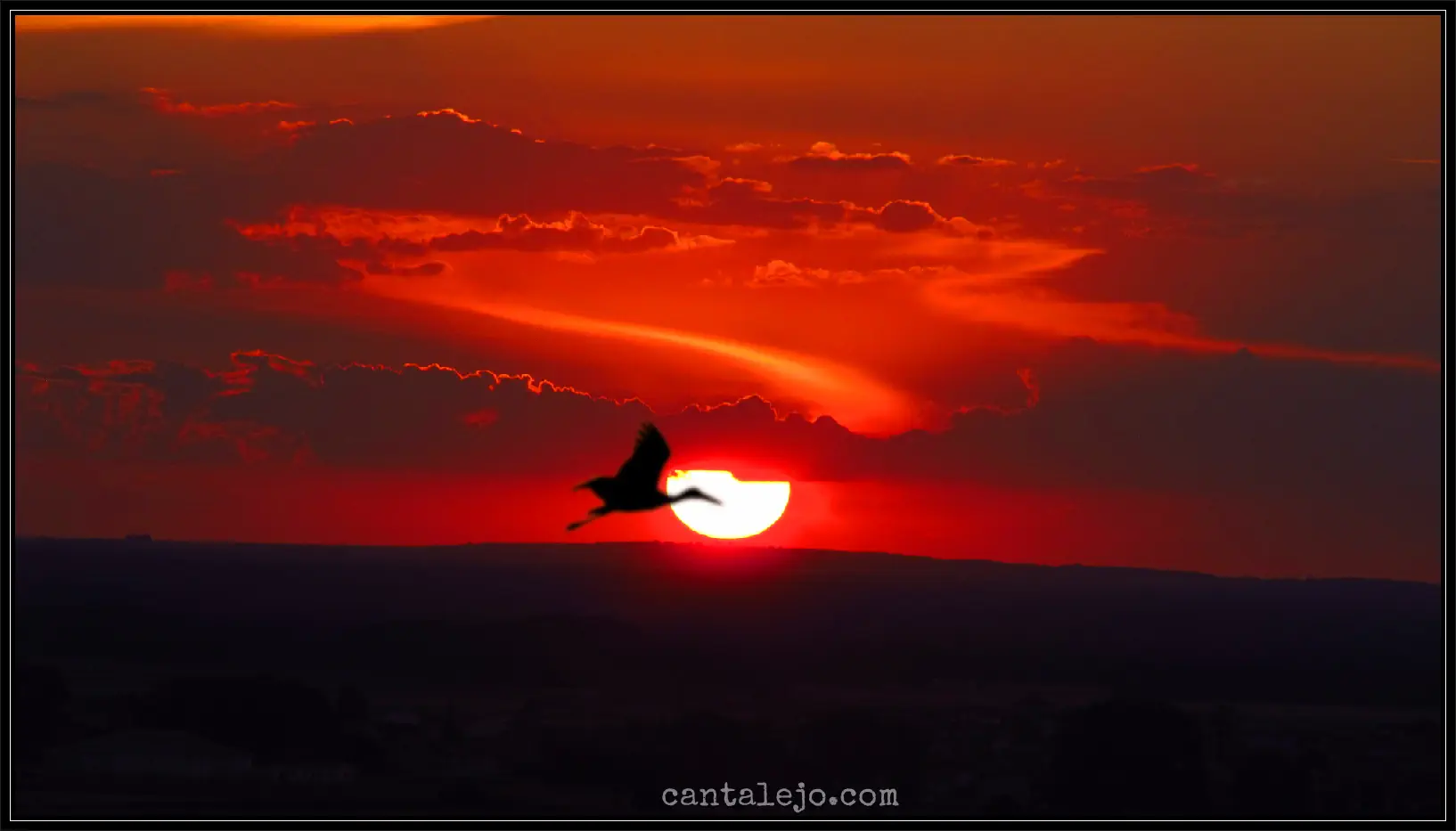 Atardecer Con Ciguena