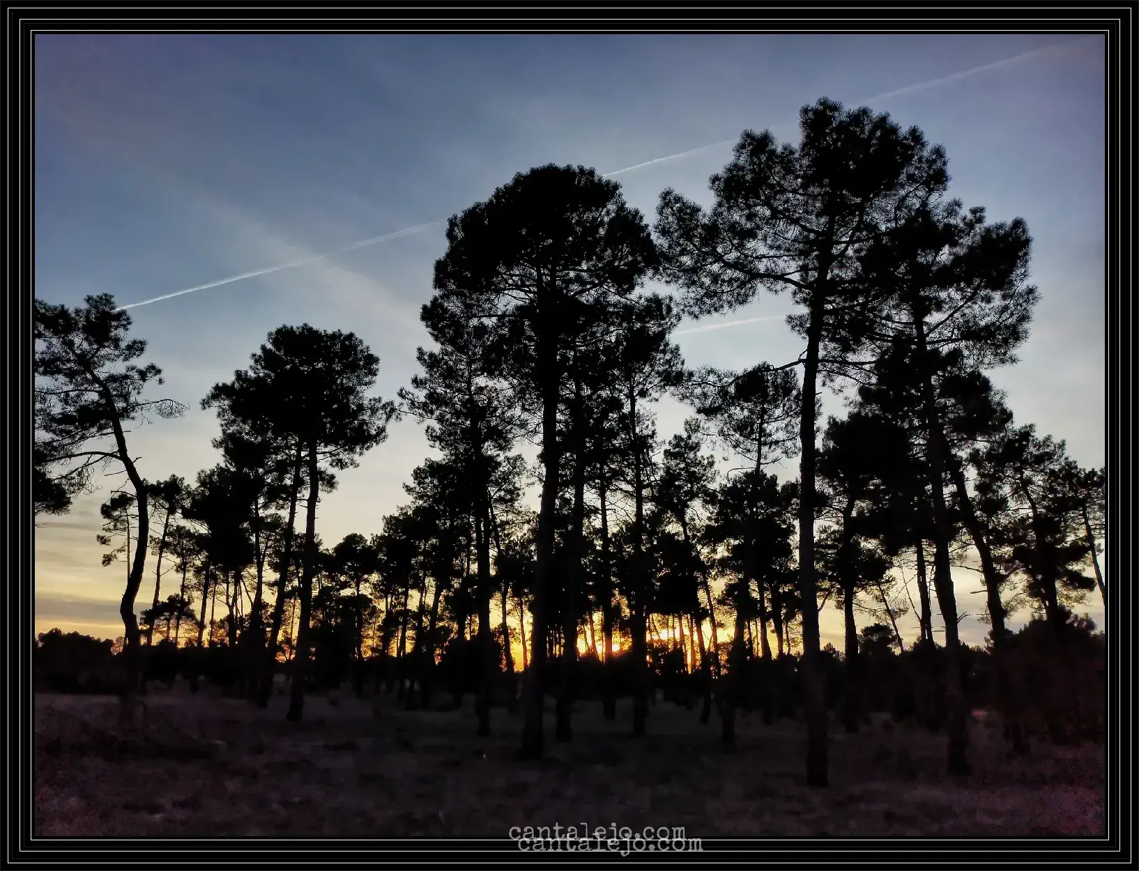 Atardecer Con Pinos
