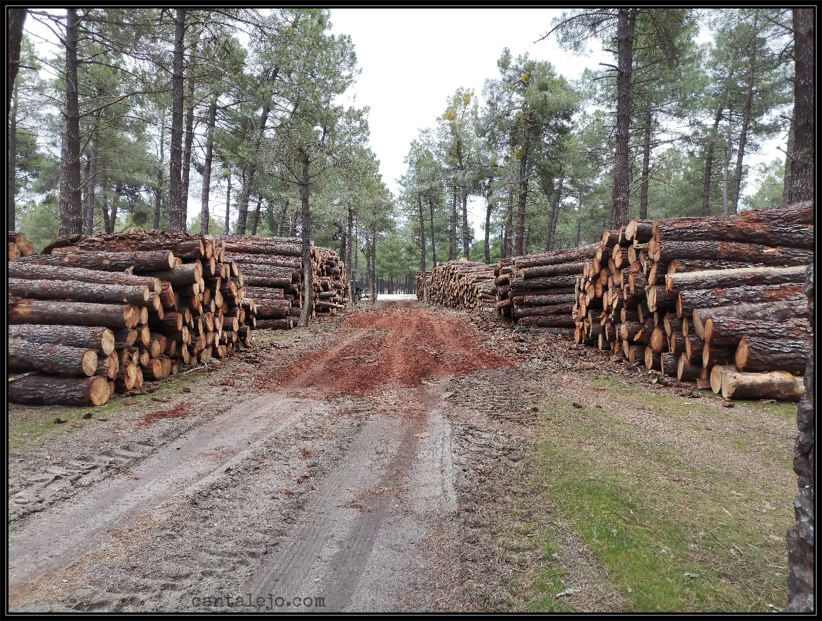 Corta De Pinos 