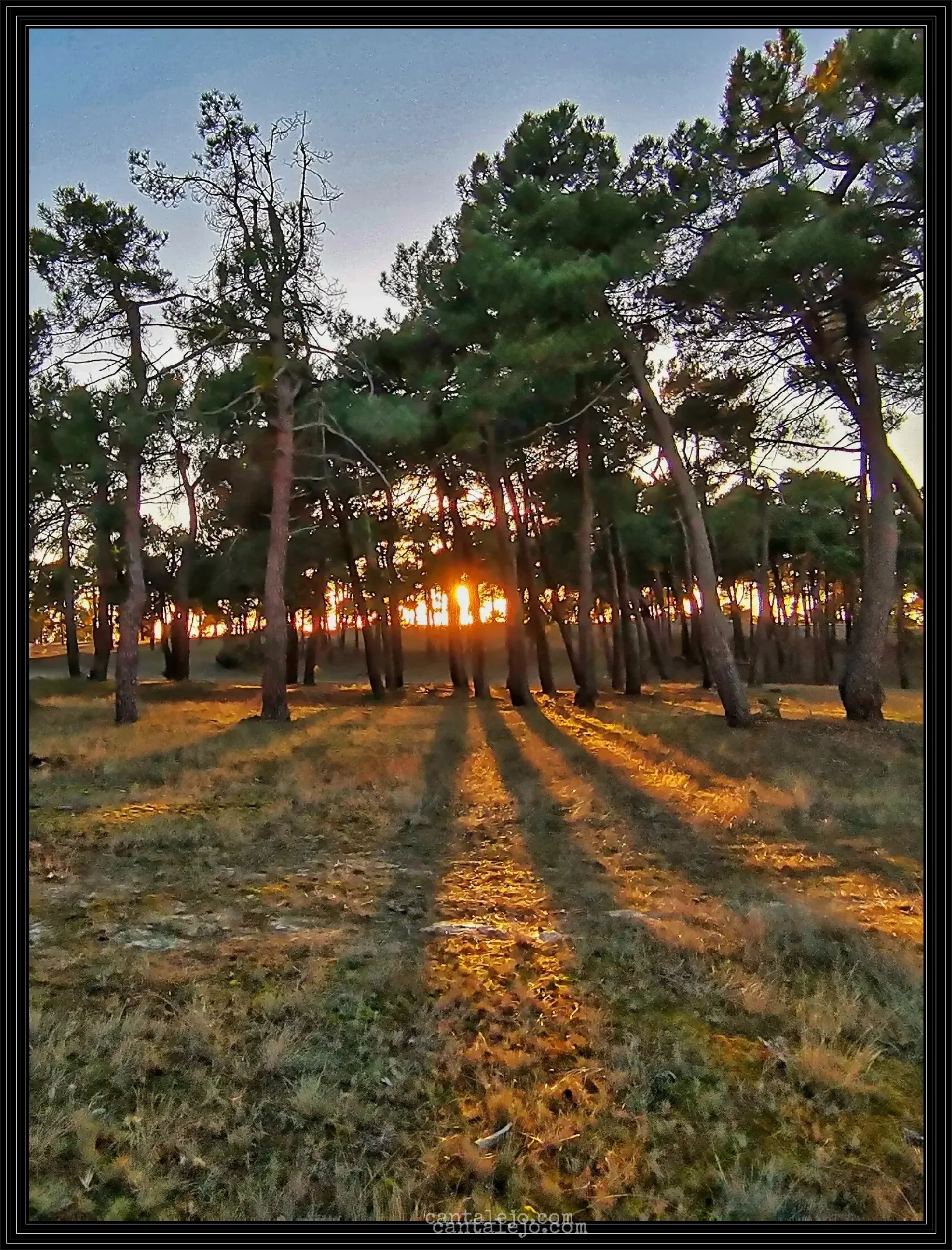 Pinos Al Atardecer